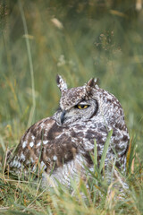 Spotted eagle owl Bubo africanus