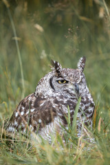 Spotted eagle owl Bubo africanus