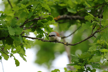 Pie-grièche écorcheur (Lanius collurio)
Lanius collurio in its natural element
