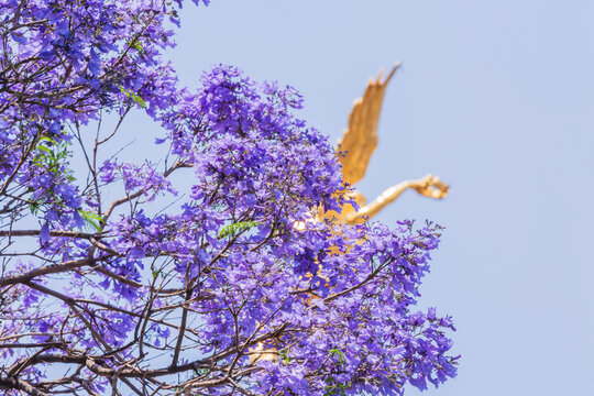 &Aacute;rbol de Jacaranda en la Ciudad de M&eacute;xico con el &Aacute;ngel de la Independencia al fondo.