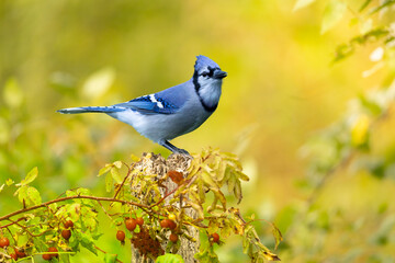 Blue Jay in fall colors
