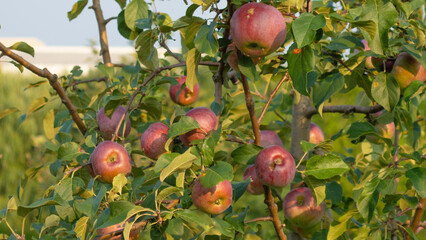 Red Apples on an Apple Tree Branch