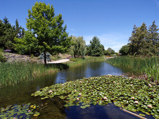 Park's landscape with trees and pond with lotuses