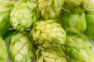 Fresh green hops or hop cone flowers close up. Beer background.