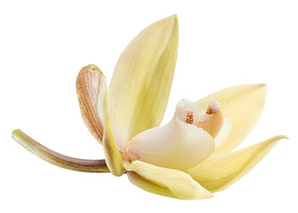 Yellow phalaenopsis flower or moth orchid flower on white background. Cut out PNG file.
