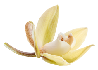 Yellow phalaenopsis flower or moth orchid flower on white background. Cut out PNG file.
