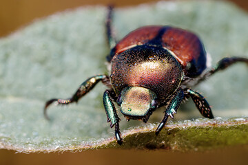 Iridescent Japanese Beetle Macro on Leaf with Water Droplets