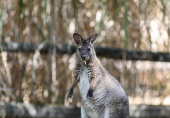Wallaby in french zoo, Villars-les-Dombes