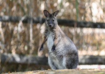 Wallaby in french zoo, Villars-les-Dombes