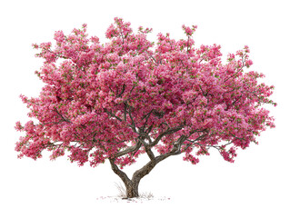 Obraz premium A vibrant pink flowering tree, full of blossoms, against a black background. Its branches spread wide, laden with numerous delicate blossoms. The tree's trunk and lower branches are a light brown.