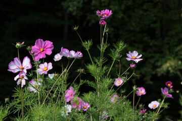 A Wildflower Garden of Cosmos Flowers