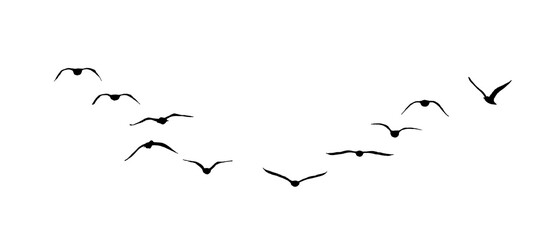 png flock of birds silhouette isolated on transparent clear background	