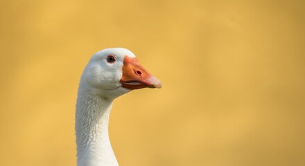 Fototapeta premium Close-up of White Goose with Orange Beak and Bright Eyes Against Soft Yellow Background