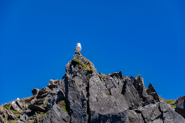 Seagull resting on top of a rocky mountain