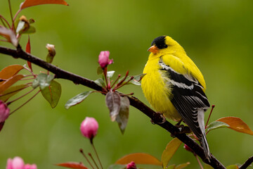 American Goldflinch male