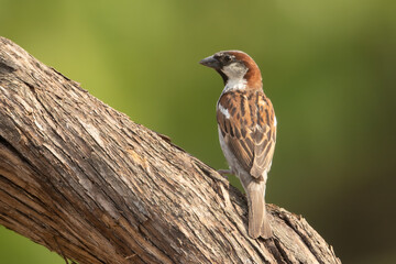 House Sparrow