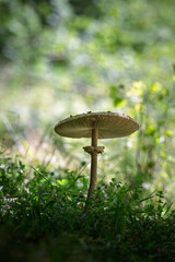 Closeup of edible mushroom (Parasol mushroom) in the meadow at the edge of the forest
