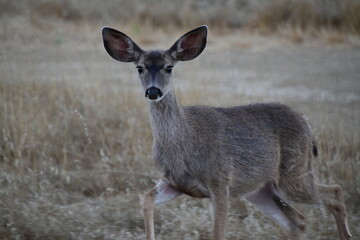 white tailed deer