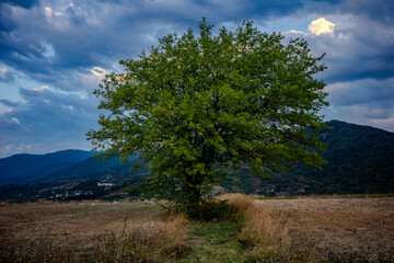 Obraz premium Lone green tree standing in an open dry field at sunset in Başiskele, Kocaeli, Türkiye, with mountains and dramatic clouds in the background.