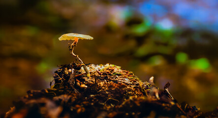 Fototapety na wymiar - Fototapeta24.pl