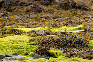 Common Ringed Plover (Charadrius hiaticula) commonly found on European coastal shores