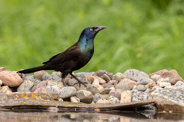 Common Grackle