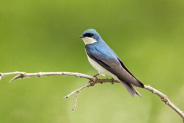 Tree Swallow
