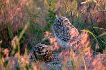 owl in the grass
