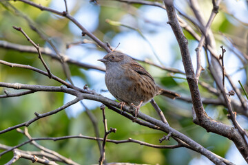 Dunnock (Prunella modularis) commonly found in woodlands parks and gardens across Europe