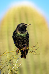 European Starling