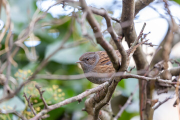 Dunnock (Prunella modularis) commonly found in woodlands parks and gardens across Europe
