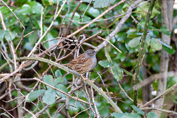 Dunnock (Prunella modularis) commonly found in woodlands parks and gardens across Europe