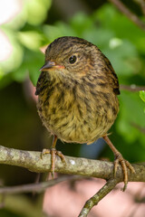 Dunnock (Prunella modularis) commonly found in woodlands parks and gardens across Europe