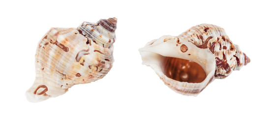 Two damaged seashells are highlighted on a transparent background