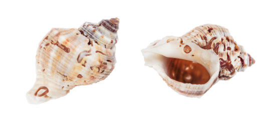 Two damaged seashells are highlighted on a transparent background