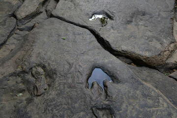 Dinosaur footprints on rocks