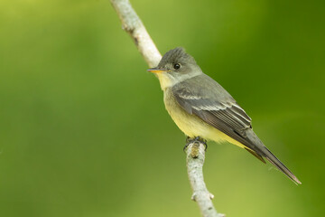 Eastern Wood Pee-wee