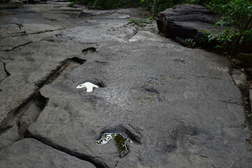 Dinosaur footprints on rocks