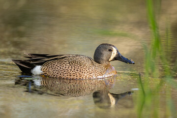 Blue-winged Teal