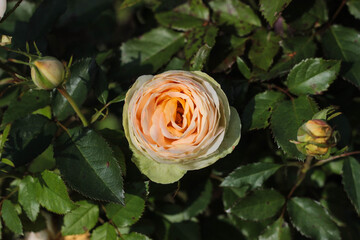 A beautiful peach rose is fully blooming, surrounded by various green leaves and unopened rose buds. It showcases intricate petals under natural sunlight, enhancing its charm.
