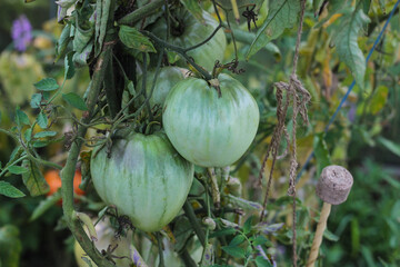 Vibrant green tomatoes hang from vines in a lush garden. The plants are surrounded by greenery, showcasing the beauty of late summer growth and the anticipation of ripening fruit.