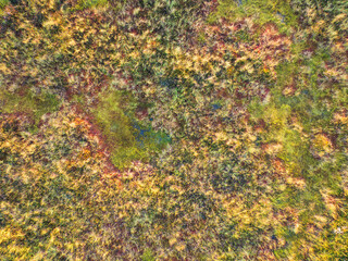 Vibrant aerial top-down view of a colorful marshland in autumn, a rich tapestry of natural textures and earthy tones.