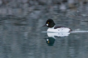 Common Goldeneye