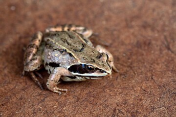 Little brown frog on natural background. Wildlife conservation.