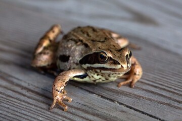Little brown frog on natural background. Wildlife conservation.