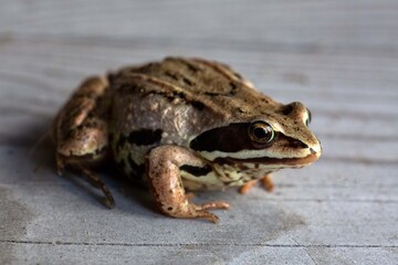 Little brown frog on natural background. Wildlife conservation.