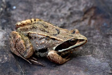 Small brown frog on grey rock. Wildlife conservation.