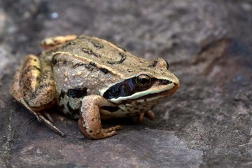 Fototapeta premium Small brown frog on grey rock. Wildlife conservation.