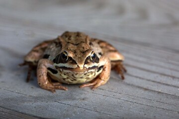 Little brown frog on natural background. Wildlife conservation.