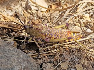 East African bush locust, Phymateus aegrotus